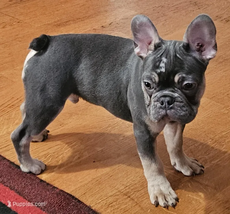 Deimos – French Bulldog puppy for sale in Bakersfield, CA