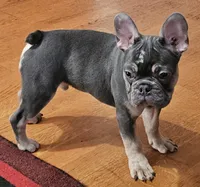 Deimos, a male French Bulldog for sale in Bakersfield, CA – Photo 1 of 2