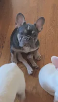 Deimos, a male French Bulldog for sale in Bakersfield, CA – 4 of 4