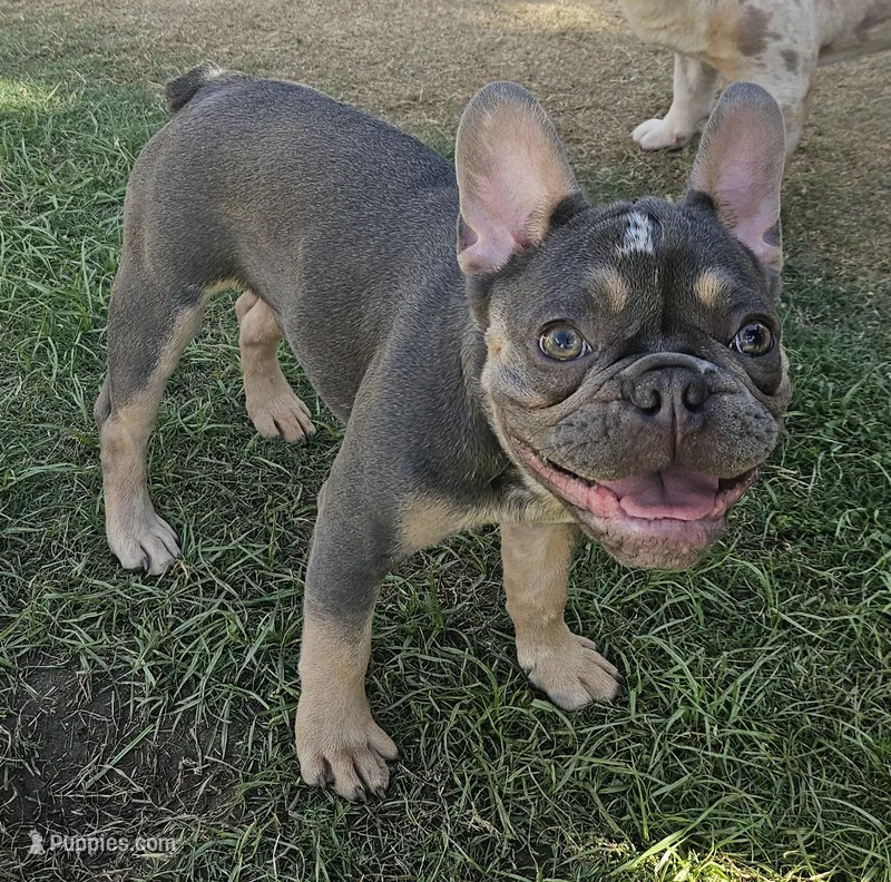 Deimos – French Bulldog puppy for sale in Bakersfield, CA