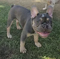 Deimos, a male French Bulldog for sale in Bakersfield, CA – 1 of 4