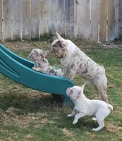 Drako Jr, a male French Bulldog for sale in Bakersfield, CA – 4 of 6