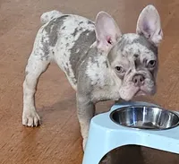 Drako Jr, a male French Bulldog for sale in Bakersfield, CA – Photo 3 of 3