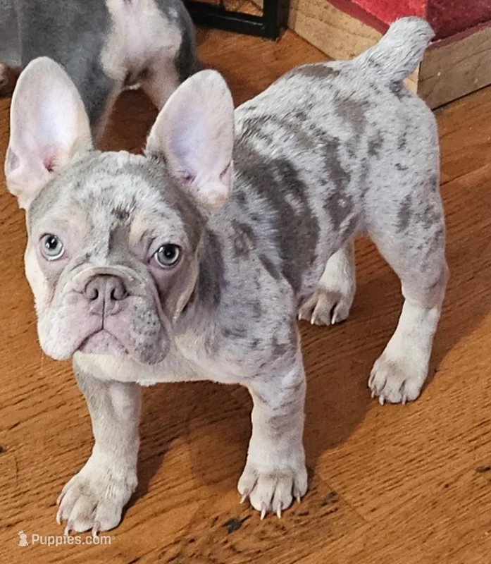 Drako Jr – French Bulldog puppy for sale in Bakersfield, CA