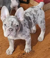 Drako Jr, a male French Bulldog for sale in Bakersfield, CA – Photo 1 of 3