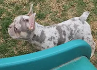Drako Jr, a male French Bulldog for sale in Bakersfield, CA – 5 of 6