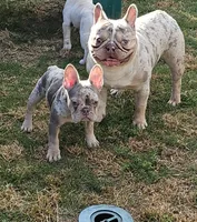 Drako Jr, a male French Bulldog for sale in Bakersfield, CA – 6 of 6