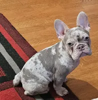 Drako Jr, a male French Bulldog for sale in Bakersfield, CA – Photo 2 of 3