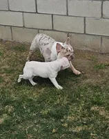 Callisto, a female French Bulldog for sale in Bakersfield, CA – 2 of 2
