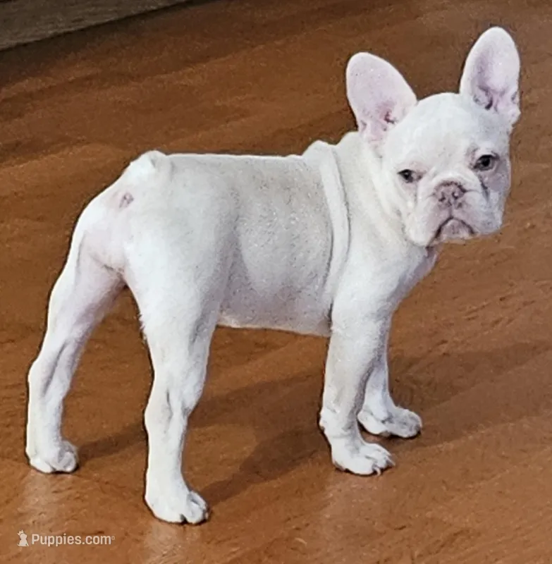 Callisto – French Bulldog puppy for sale in Bakersfield, CA