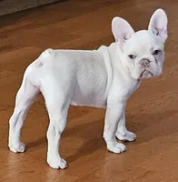 Callisto, a female French Bulldog for sale in Bakersfield, CA – 1 of 2