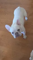 Callisto, a female French Bulldog for sale in Bakersfield, CA – 6 of 6