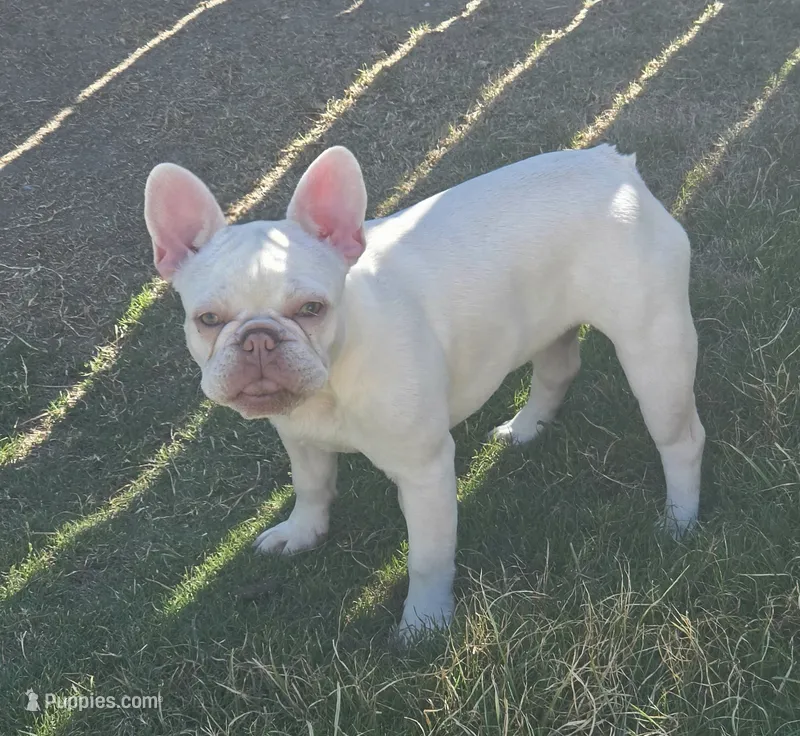 Callisto – French Bulldog puppy for sale in Bakersfield, CA
