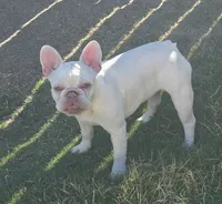 Callisto, a female French Bulldog for sale in Bakersfield, CA – 3 of 4