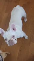 Eurhea, a female French Bulldog for sale in Bakersfield, CA – 5 of 5