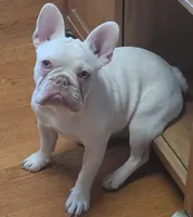 Eurhea, a female French Bulldog for sale in Bakersfield, CA – 1 of 4