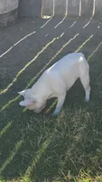 Callisto, a female French Bulldog for sale in Bakersfield, CA – 4 of 4