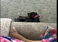 Lulla , a female Doberman Pinscher for sale in Katy, TX – 6 of 7