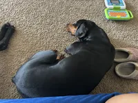 Lulla , a female Doberman Pinscher for sale in Katy, TX – 7 of 7