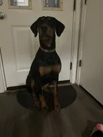 Lulla , a female Doberman Pinscher for sale in Katy, TX – 3 of 7