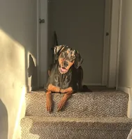 Lulla , a female Doberman Pinscher for sale in Katy, TX – 1 of 7