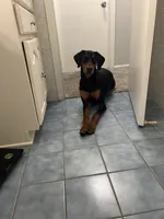 Lulla , a female Doberman Pinscher for sale in Katy, TX – 2 of 7