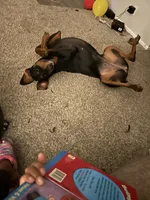 Lulla , a female Doberman Pinscher for sale in Katy, TX – 5 of 7