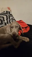 Grey, a male Weimaraner for sale in Phoenix, AZ – 3 of 6