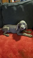 Grey, a male Weimaraner for sale in Phoenix, AZ – 5 of 6
