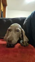 Grey, a male Weimaraner for sale in Phoenix, AZ – 2 of 6