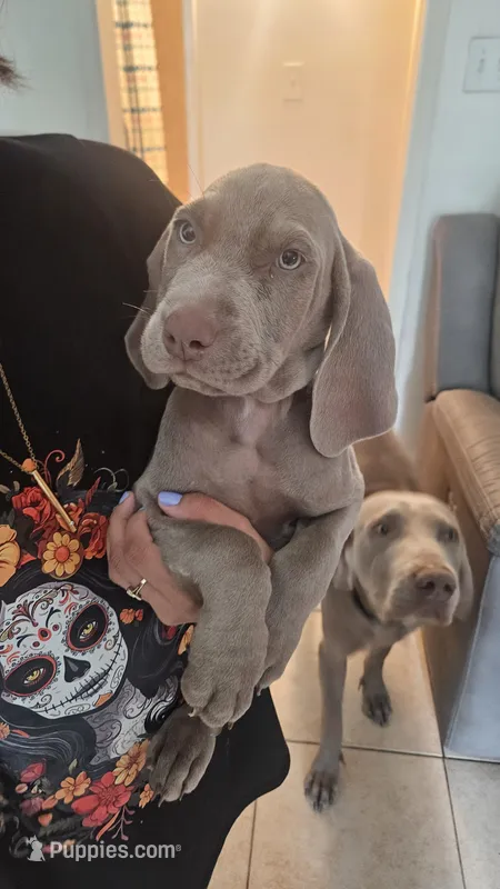 Cyan  – Weimaraner puppy for sale in Phoenix, AZ