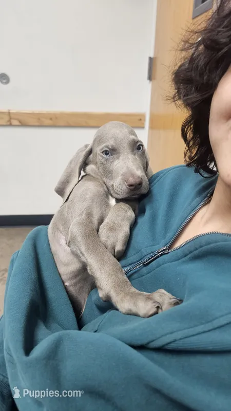 Blue – Weimaraner puppy for sale in Phoenix, AZ