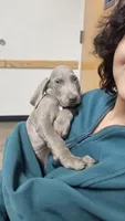 Blue, a male Weimaraner for sale in Phoenix, AZ – 1 of 1
