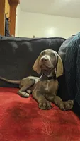 Grey, a male Weimaraner for sale in Phoenix, AZ – 6 of 6