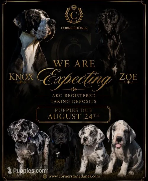 Stunning European ( Pink ) – Great Dane puppy for sale in Oroville, WA
