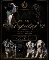 Stunning European ( Pink ), a female Great Dane for sale in Oroville, WA – 1 of 4