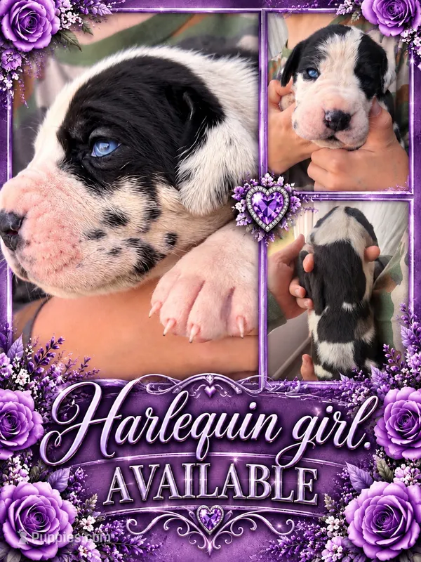 European Harlequin – Great Dane puppy for sale in Oroville, WA