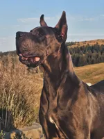 Euro Harlequin, a male Great Dane for sale in Oroville, WA – Photo 2 of 7