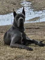 Euro Harlequin, a male Great Dane for sale in Oroville, WA – Photo 4 of 7