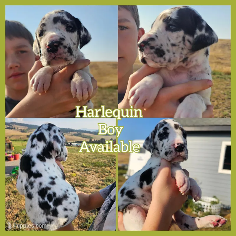 Euro Harlequin, a male Great Dane for sale in Oroville, WA – Photo 1 of 7