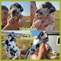 Euro Harlequin, a male Great Dane for sale in Oroville, WA – Photo 1 of 7