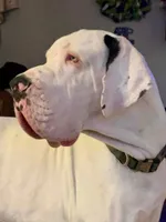 Euro Harlequin, a male Great Dane for sale in Oroville, WA – Photo 6 of 7