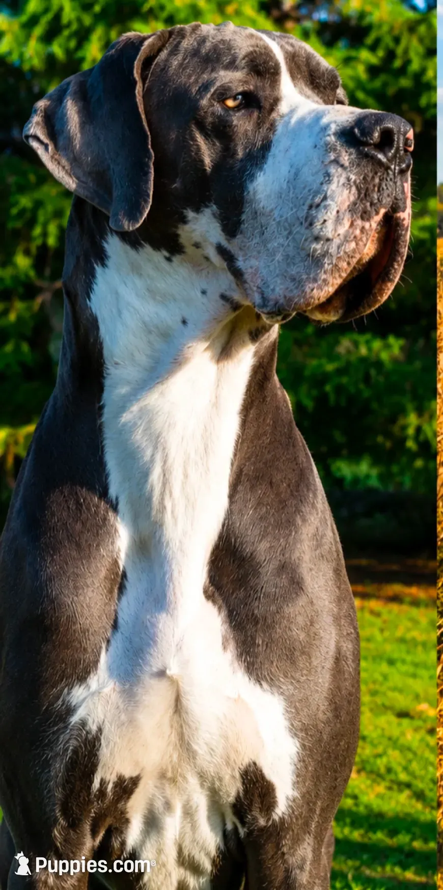 Stunning European , a female Great Dane for sale in Oroville, WA – 4 of 4