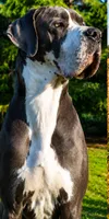 Stunning Euro bred to standard, a female Great Dane for sale in Oroville, WA – 2 of 3