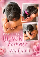 Stunning European ( Pink ), a female Great Dane for sale in Oroville, WA – 2 of 4
