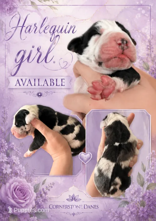 European Harlequin – Great Dane puppy for sale in Oroville, WA