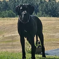 Full Euro Black, a female Great Dane for sale in Oroville, WA – Photo 5 of 10