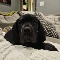 Full Euro Black, a female Great Dane for sale in Oroville, WA – Photo 2 of 10