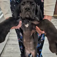 Full Euro Black, a female Great Dane for sale in Oroville, WA – Photo 4 of 10