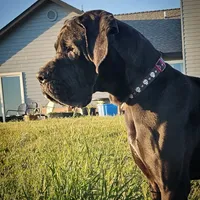 Full Euro Black, a female Great Dane for sale in Oroville, WA – Photo 7 of 10